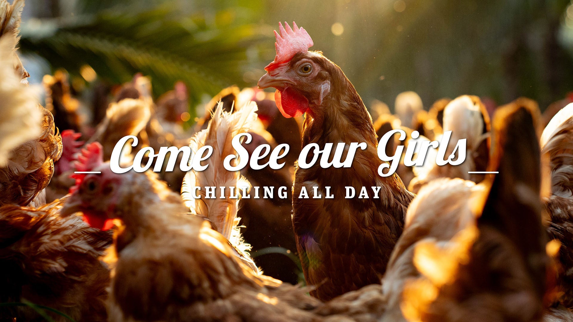 Free Range Eggs Banner Image