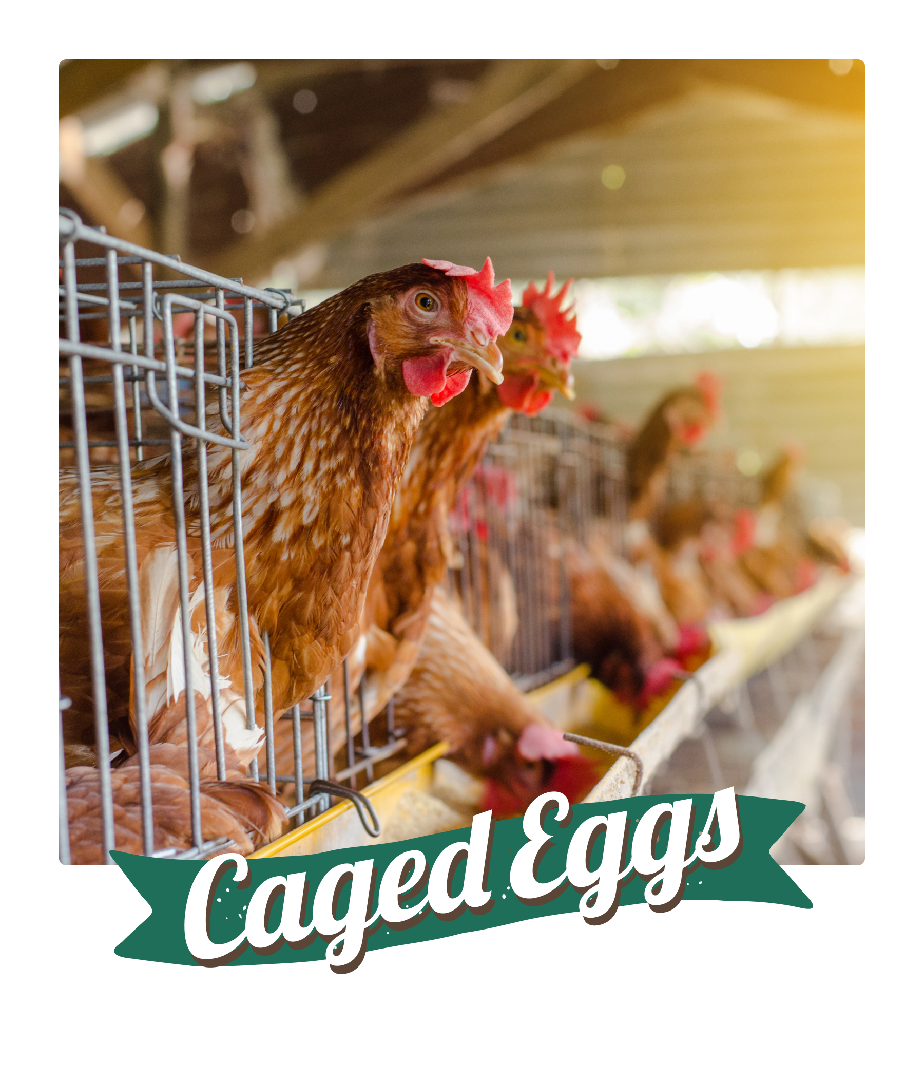 Caged Eggs Hen