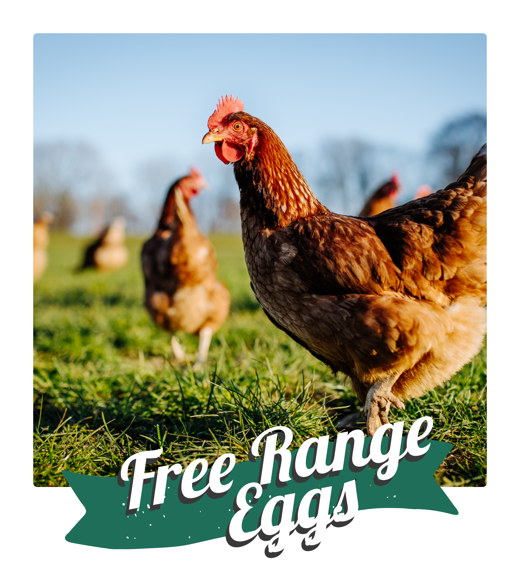 Free Range Eggs Images
