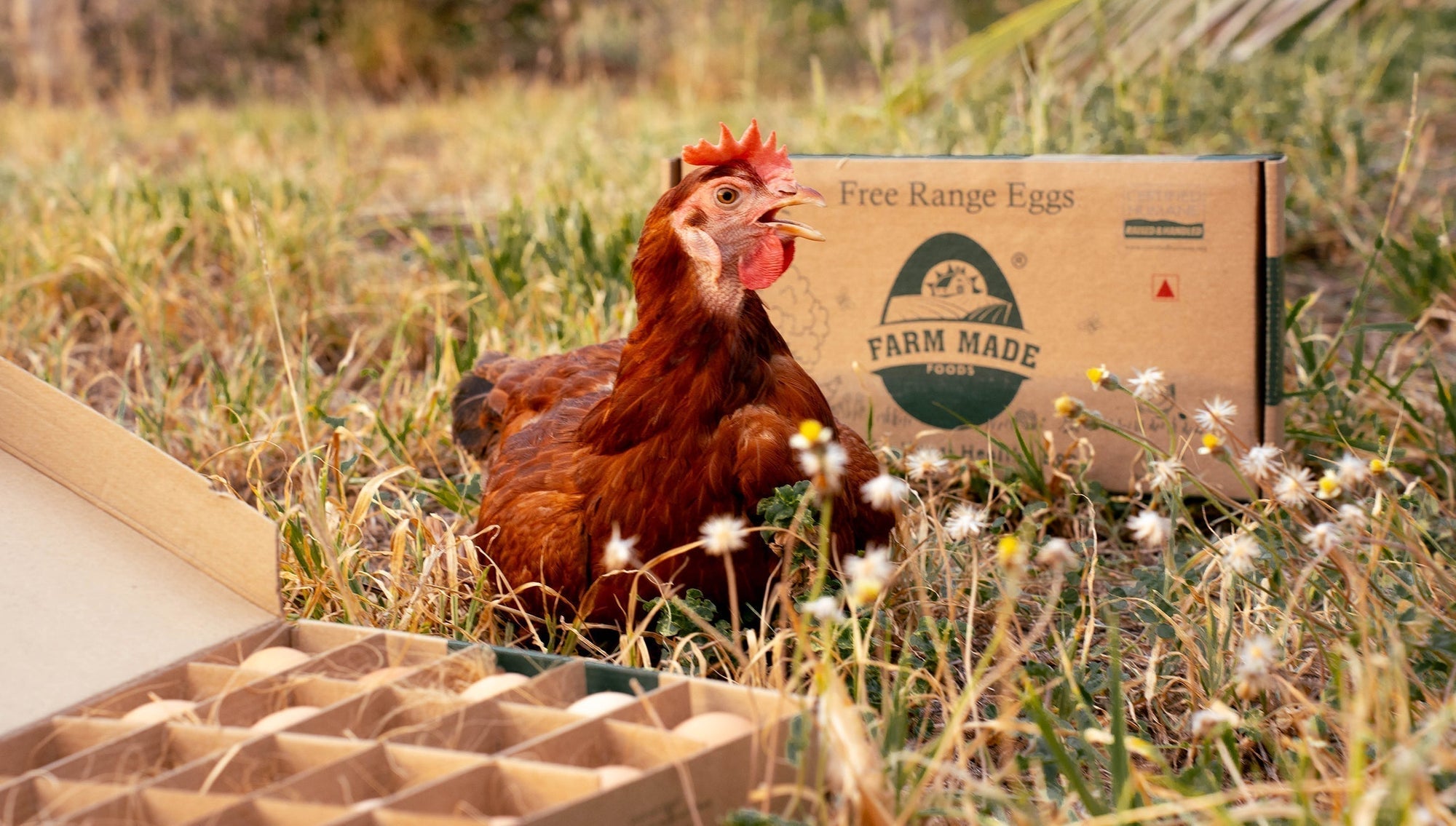 Brown Eggs vs. White Eggs: Hear From The Experts