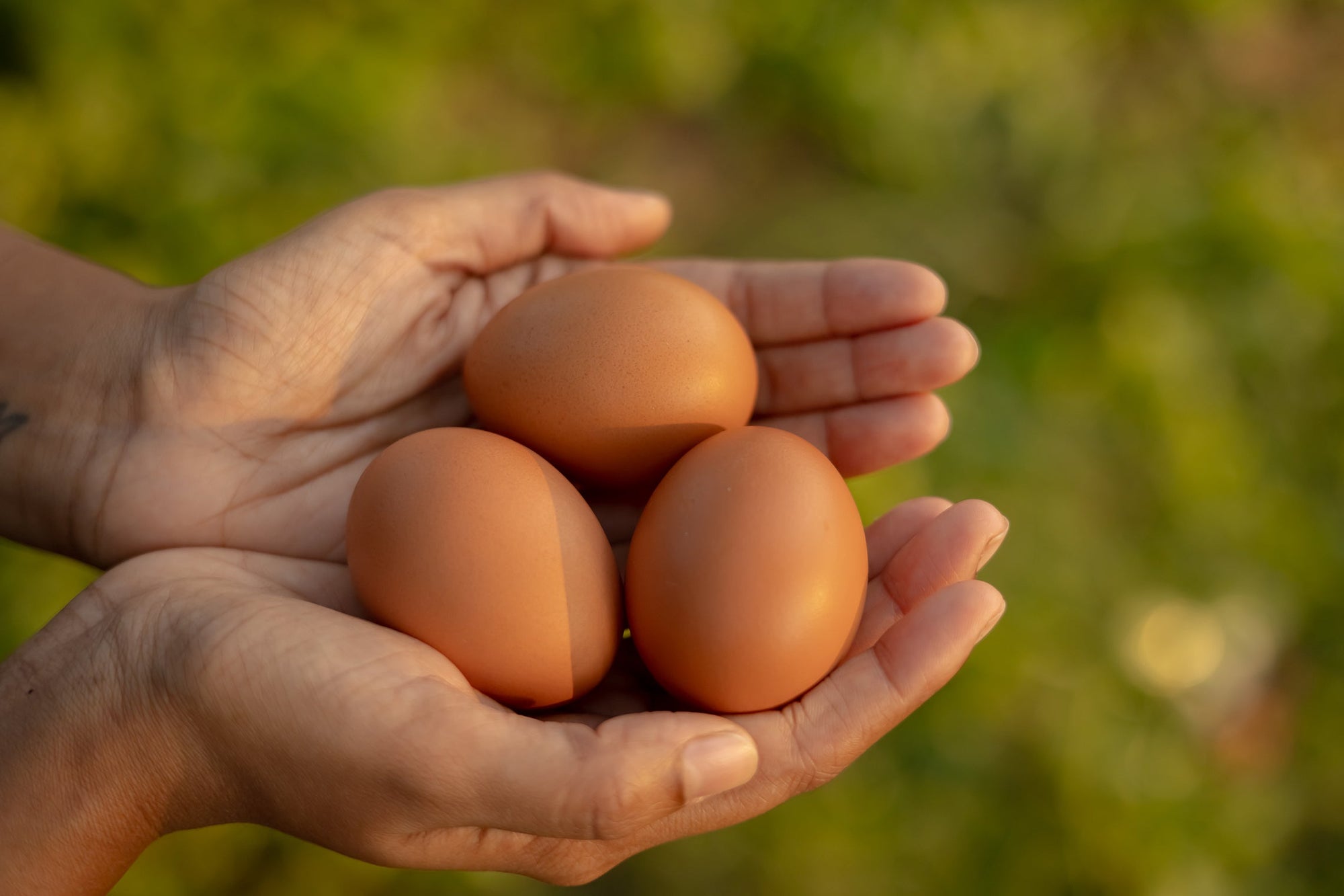 Why Our Customers Love Free-Range Eggs
