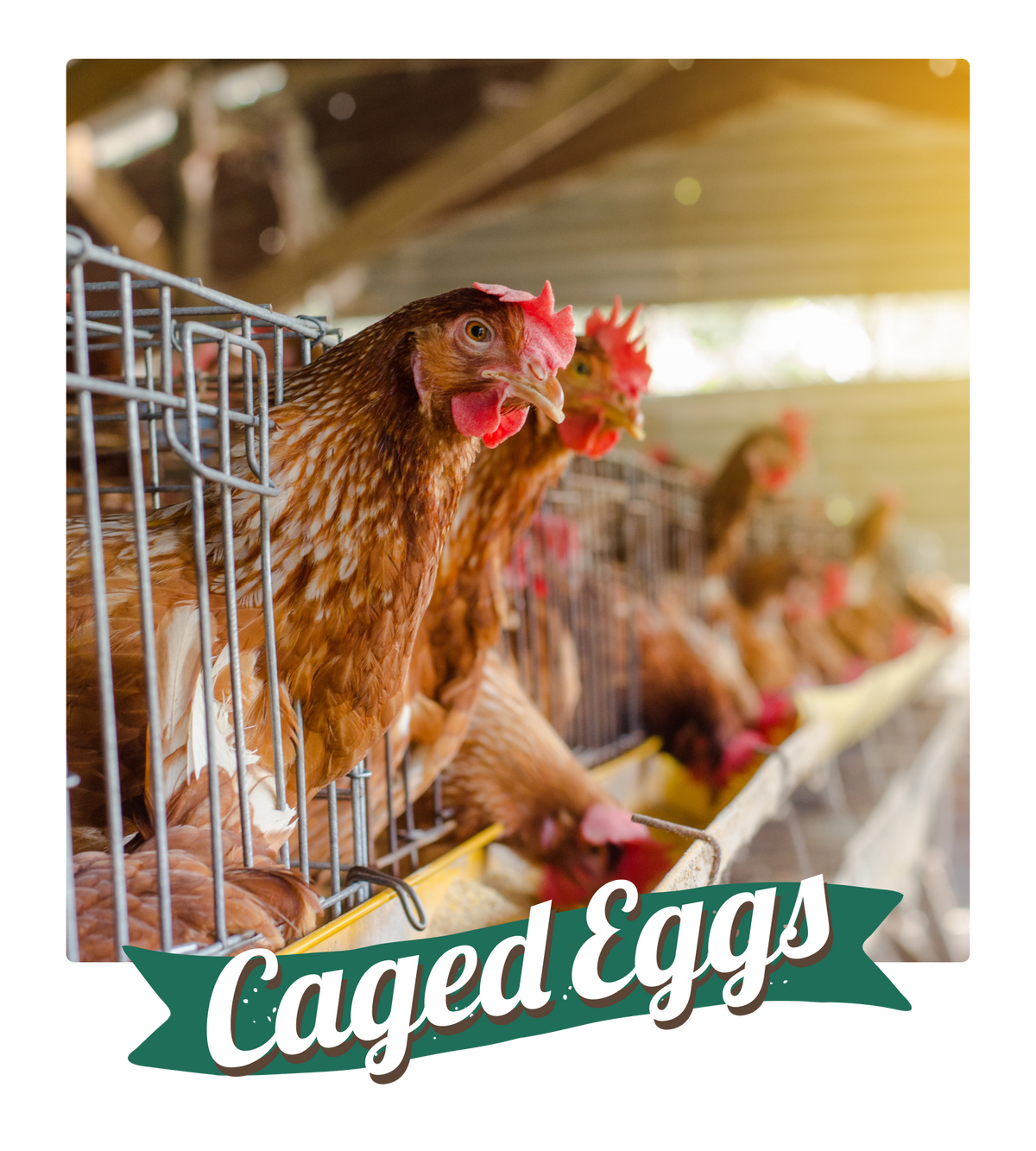 Farm Made Foods - Free Range Eggs, Coconut Candy, Ladoo & Sugar