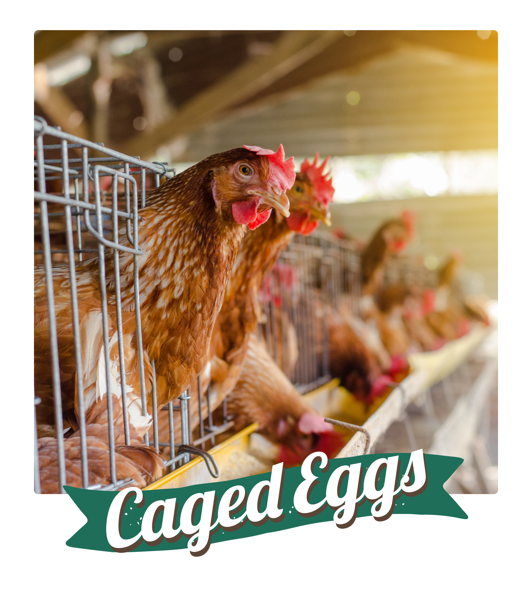 Caged Eggs Hen