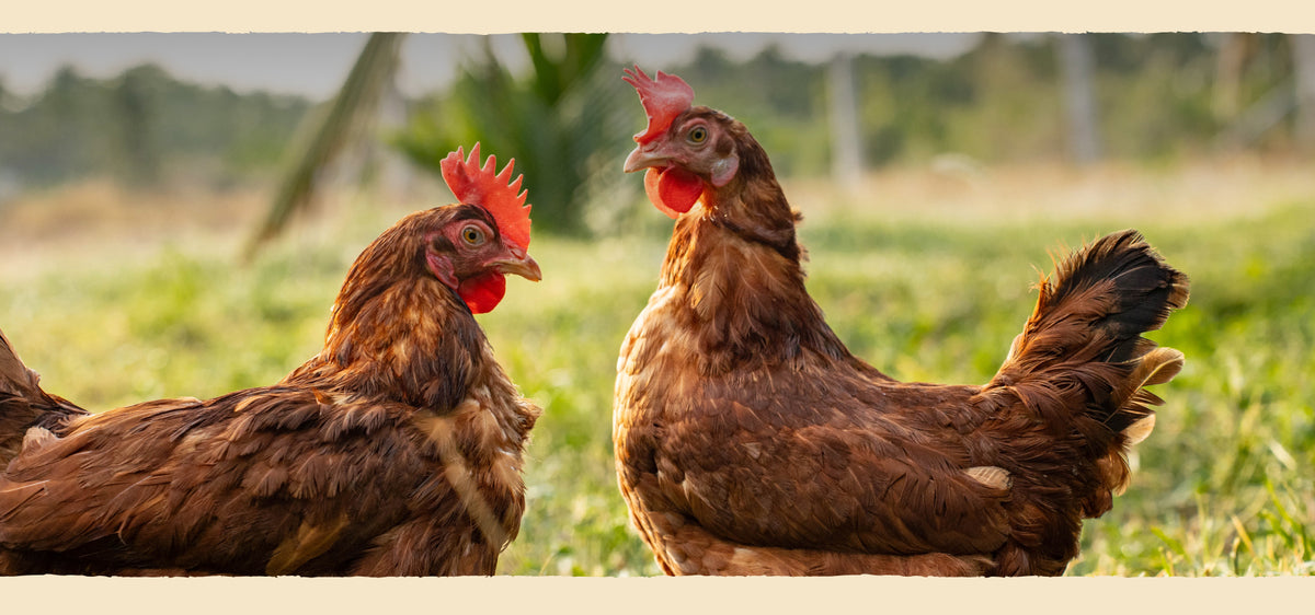Farm Made Foods - Free Range Eggs, Coconut Candy, Ladoo & Sugar