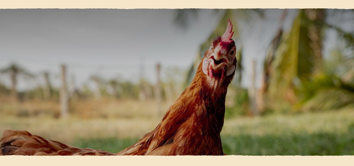 Farm Made Foods - Free Range Eggs, Coconut Candy, Ladoo & Sugar